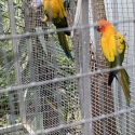 Sun conures
