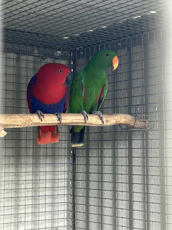 Ecky pair