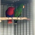 Ecky pair