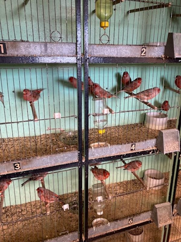 Pastels and Recessive White Canaries for Sale from $40