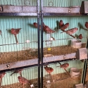 Pastels and Recessive White Canaries for Sale from $40