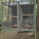 large Double bird avery Price Reduced