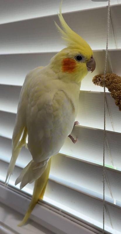 Female Lutino cockatiel (semi-tame)