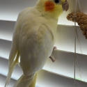 Female Lutino cockatiel (semi-tame)