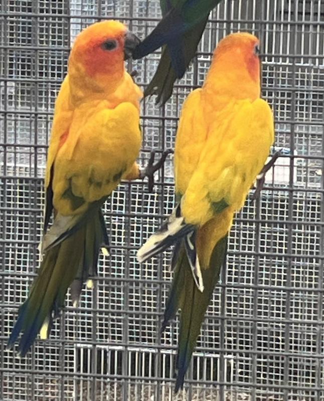 Piied Sun Conure Pair - SOLD