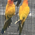 Piied Sun Conure Pair - SOLD