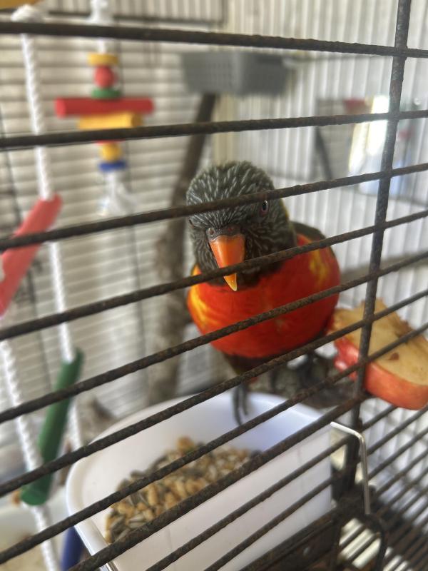 Olive split lorikeet