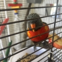 Olive split lorikeet