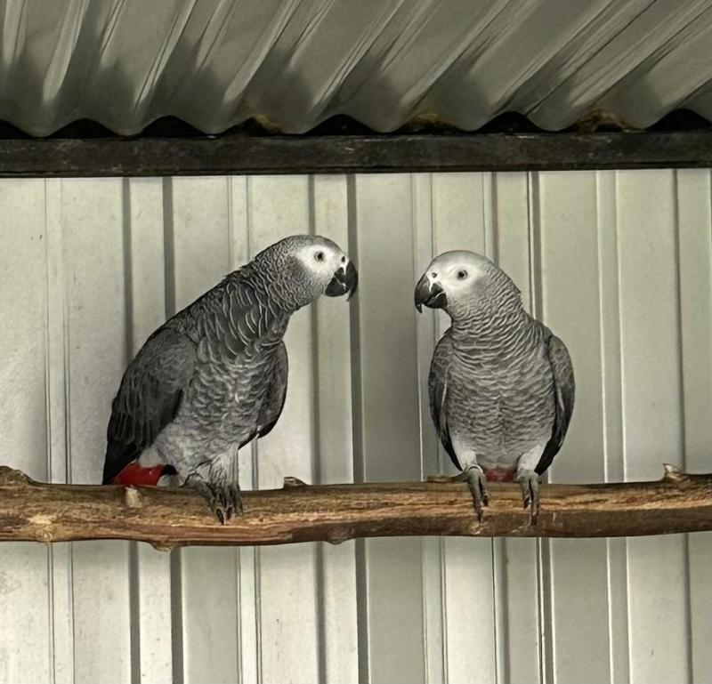 AFRICAN GREY PAIR