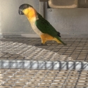 Black headed caique male