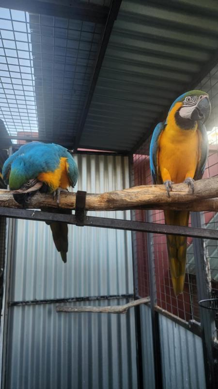 Bonded pair of Blue & Gold Macaws