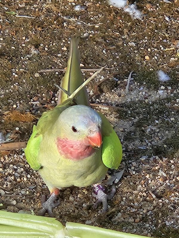 Breeding pair Green pallid Princess parrots