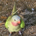 Breeding pair Green pallid Princess parrots