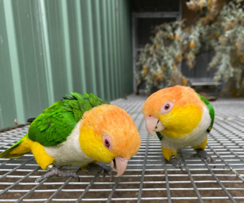 Proven genuine breeding pairs for sale