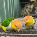 Proven genuine breeding pairs for sale