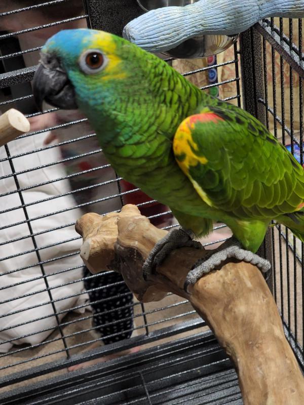 Male Blue fronted amazon parrot - top quality bird