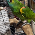 Male Blue fronted amazon parrot - top quality bird.