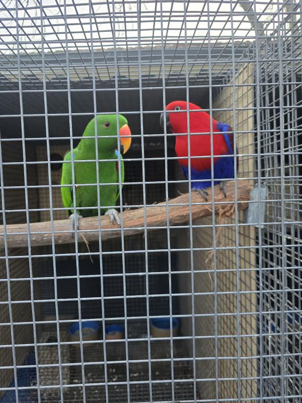 Lorys lorikeets and eckies