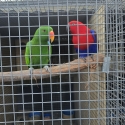 Lorys lorikeets and eckies