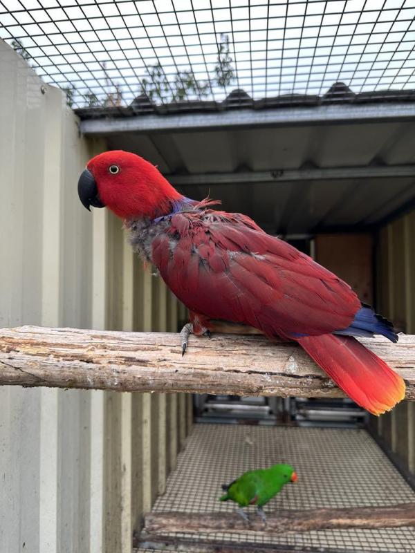 Breeding Pair Grand Eclectus
