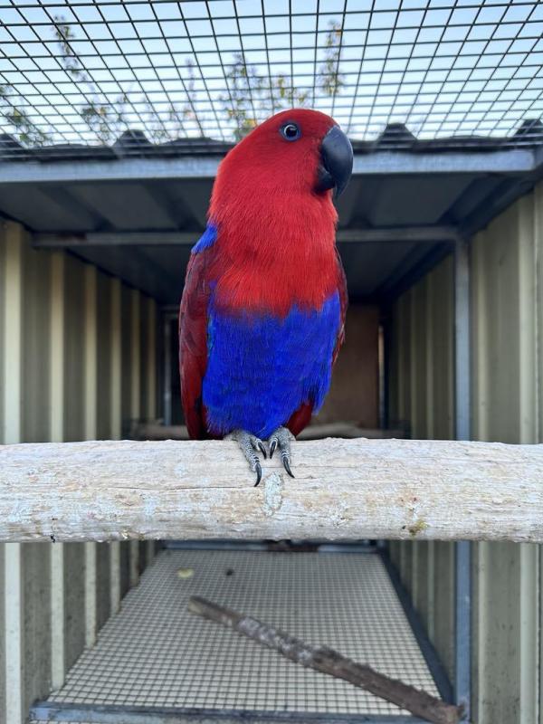 Breeding Pair Aru Island Eclectus
