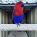 Breeding Pair Aru Island Eclectus