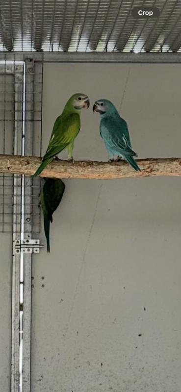 Split blue moustache cock