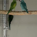 Split blue moustache cock