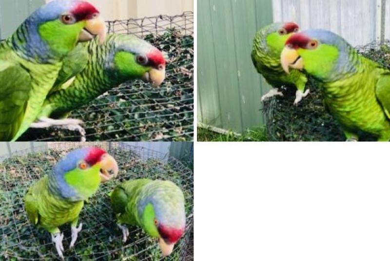 Lilac Crowned Amazon pairs