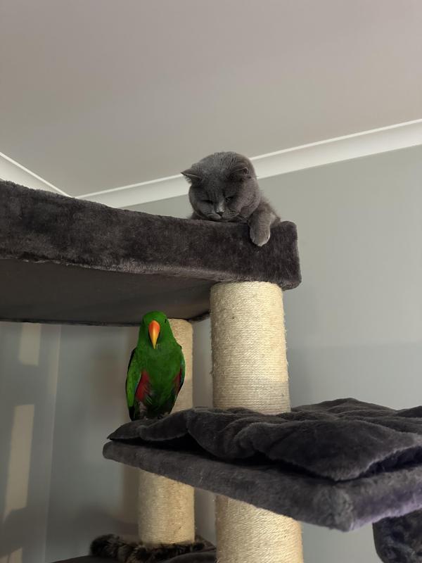 Male Eclectus 10yr