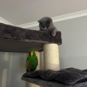 Male Eclectus 10yr