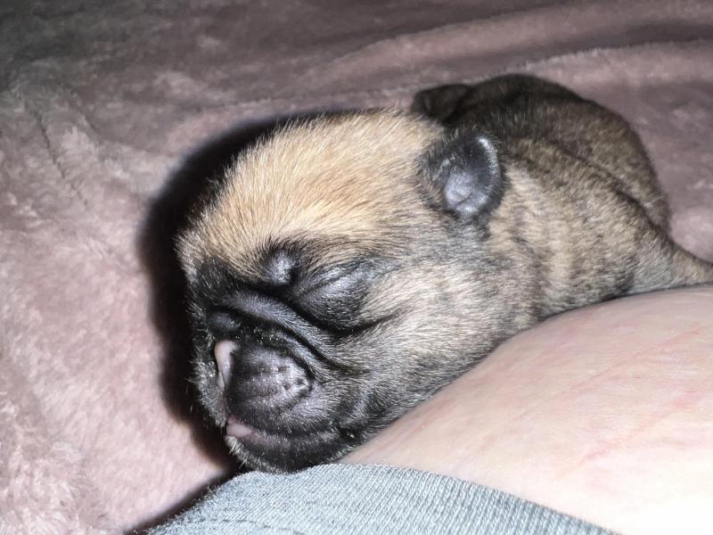 EOI Now Open Last Purebred Pug Puppy Ollie