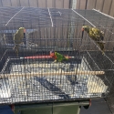 Olive scaleys and ornate lory