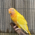 Male Hybrid Lutino lorikeet!