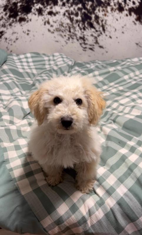 Gorgeous Bichoodle/poochon baby (toy poodle x bichon frise)