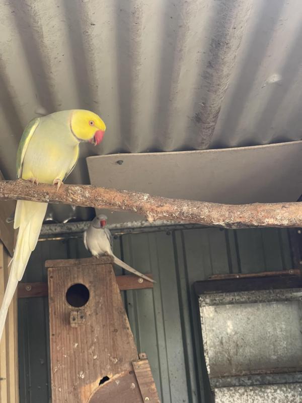 Indian ringnecks Opalines all must go