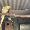 Indian ringnecks Opalines all must go