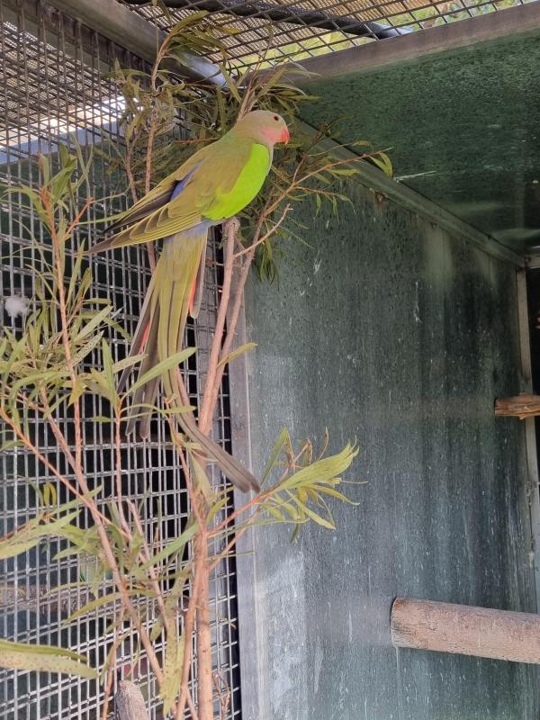 Princess Parrots
