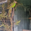 Princess Parrots