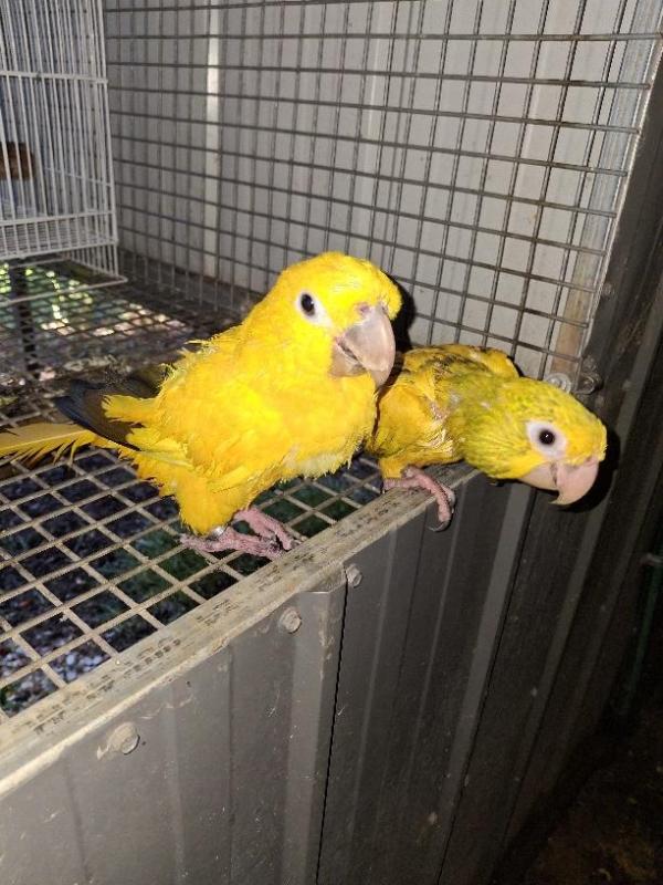Young pair Queen of Bavaria Conures