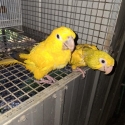 Young pair Queen of Bavaria Conures
