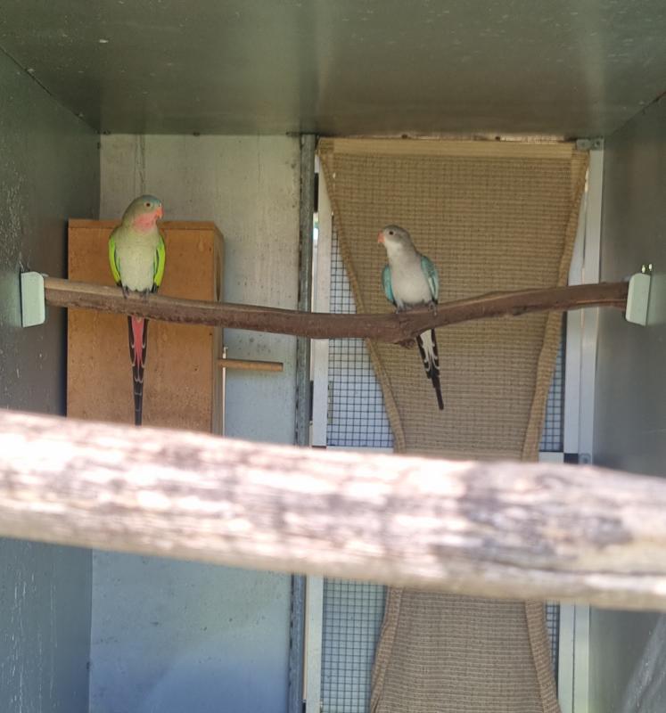 Breeding Pair Princess Parrots