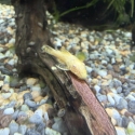 Albino Bristlenose
