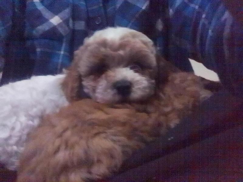 Cavoodles Boys Absolutely Beautiful