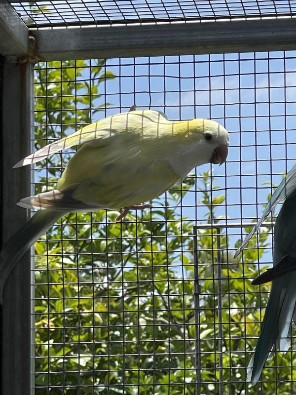 Quaker mutations