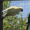 Quaker mutations