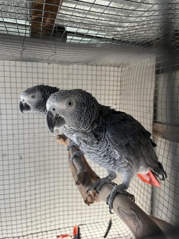 African greys 7 year old bonded pair