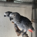 African greys 7 year old bonded pair