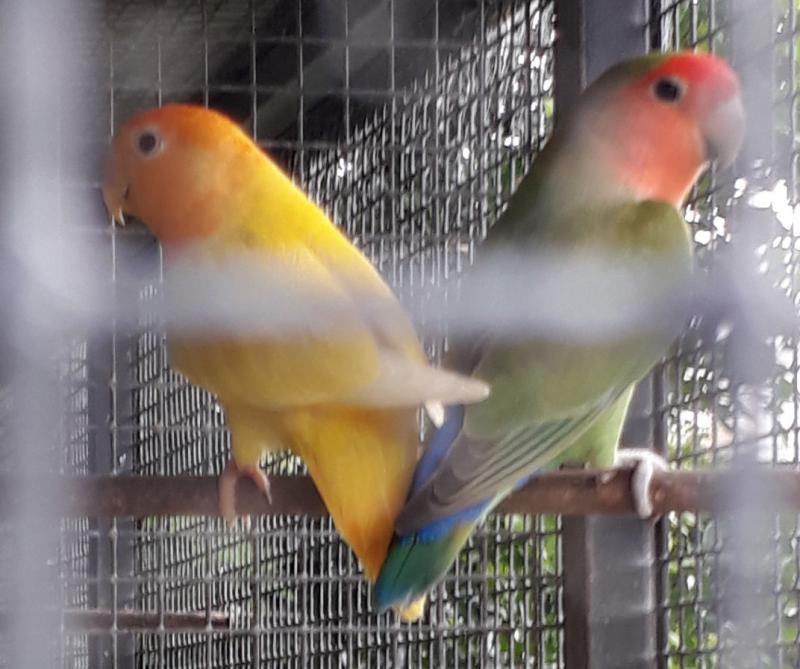Peach face love birds