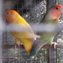 Peach face love birds
